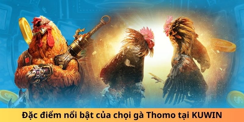 Đặc điểm nổi bật của chọi gà Thomo tại KUWIN