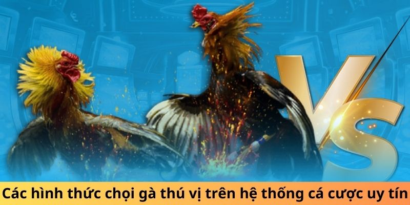 Các hình thức chọi gà thú vị trên hệ thống cá cược uy tín